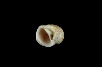 蝴蝶玉螺藏品圖，第3張